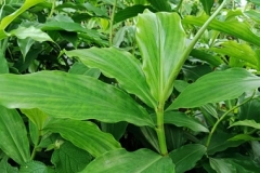 Insulin-plant-growing-wild