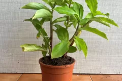 Insulin-plant-grown-on-pot