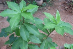 Insulin-plant