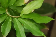 Leaves-of-Insulin-plant