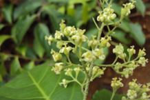 Flower-of--Intellect-tree