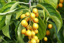 Fruit-of-Intellect-tree