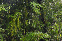 Intellect-tree-growing-wild