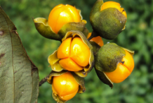 Ripe-Fruit