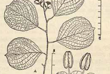 Sketch-of-Intellect-tree