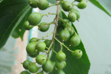 Unripe-fruit-of--Intellect-tree