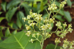 Flower-of--Intellect-tree