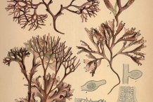 Illustration-of-Irish-moss