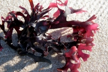 Irish-moss