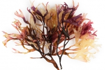Irish-moss