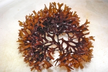 Irish-moss