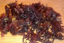 Irish-moss