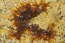 Irish-moss