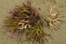Irish-moss