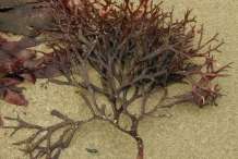 Irish-moss