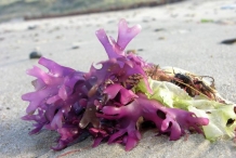 Irish-moss