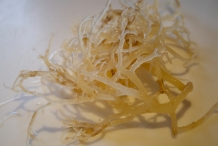 Irish-moss