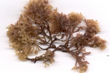 Irish-moss-purple