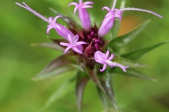 Close-view-of-Ironweed-flower