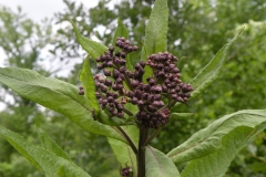Flower-buds-of-Ironweed