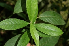 Ironweed-leaves
