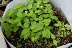 Ironweed-seedlings