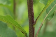 Ironweed-stem
