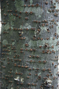 Bark-of-Ironwood-Tree