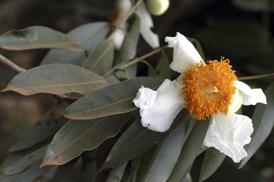 Flower-of-Ironwood-Tree