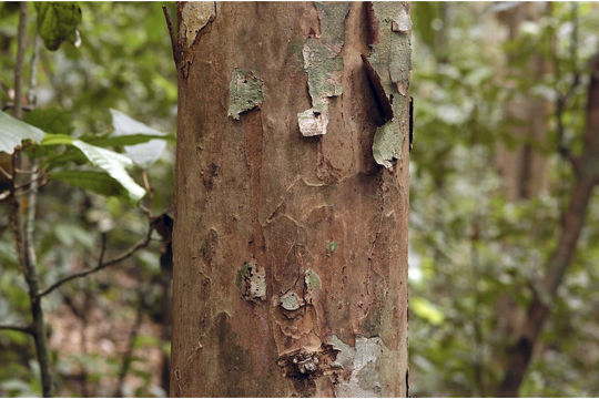 Peeled-Bark-of-Ironwood-Tree