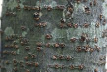 Bark-of-Ironwood-Tree