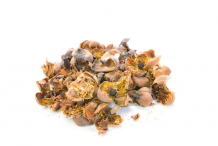 Dried-flowers-of-Ironwood-Tree