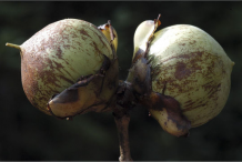 Fruit-of-Ironwood-Tree