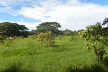Ironwood-Tree-growing-wild
