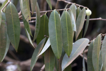 Mature-Leaves-of-Ironwood-Tree