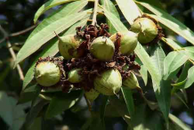 Mesua-ferrea-fruit-on-the-tree