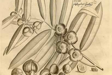Plant-Illustration-of-Ironwood-Tree