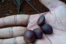 Seeds-of-Ironwood-Tree