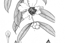 Sketch-of-Ironwood-Tree