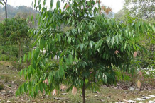 Small-Ironwood-Tree