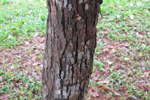 Trunk-of-Ironwood-Tree