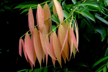 Young-leaves-of-Ironwood-Tree