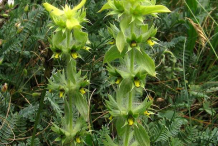 Flower-of-Ironwort-plant