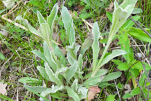 Ironwort-Plant
