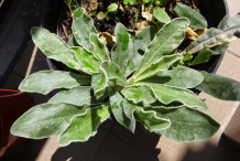 Ironwort-plant-on-the-pot