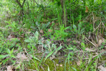 Ironwort-plants-growing-wild