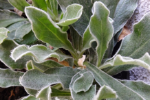 Leaves-of-Ironwort