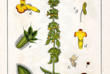 Plant-Illustration-of-Ironwort