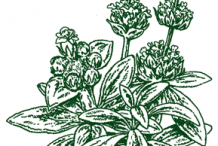 Sketch-of-Ironwort-plant