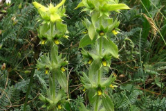 Flower-of-Ironwort-plant